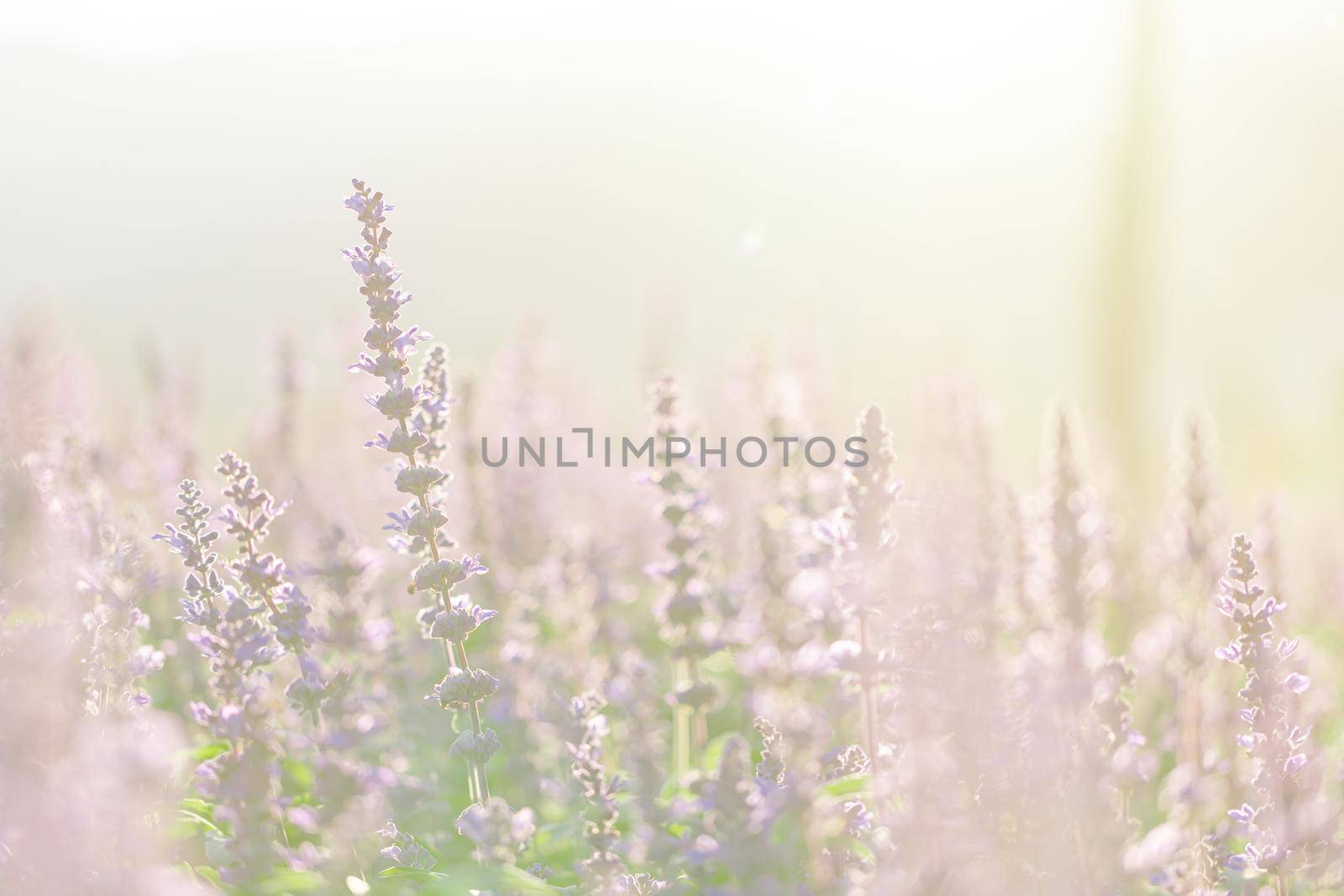close up of lavender flowers in pastel blue color by piyato