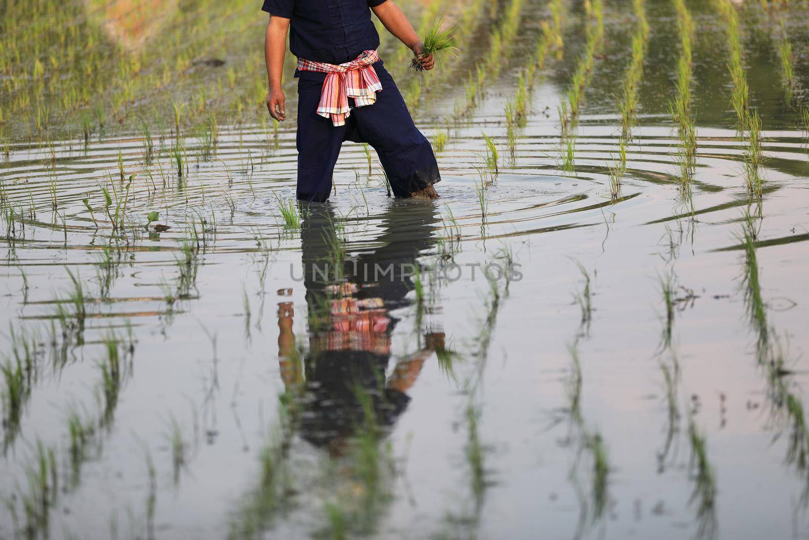 Farmer rice planting on water by piyato