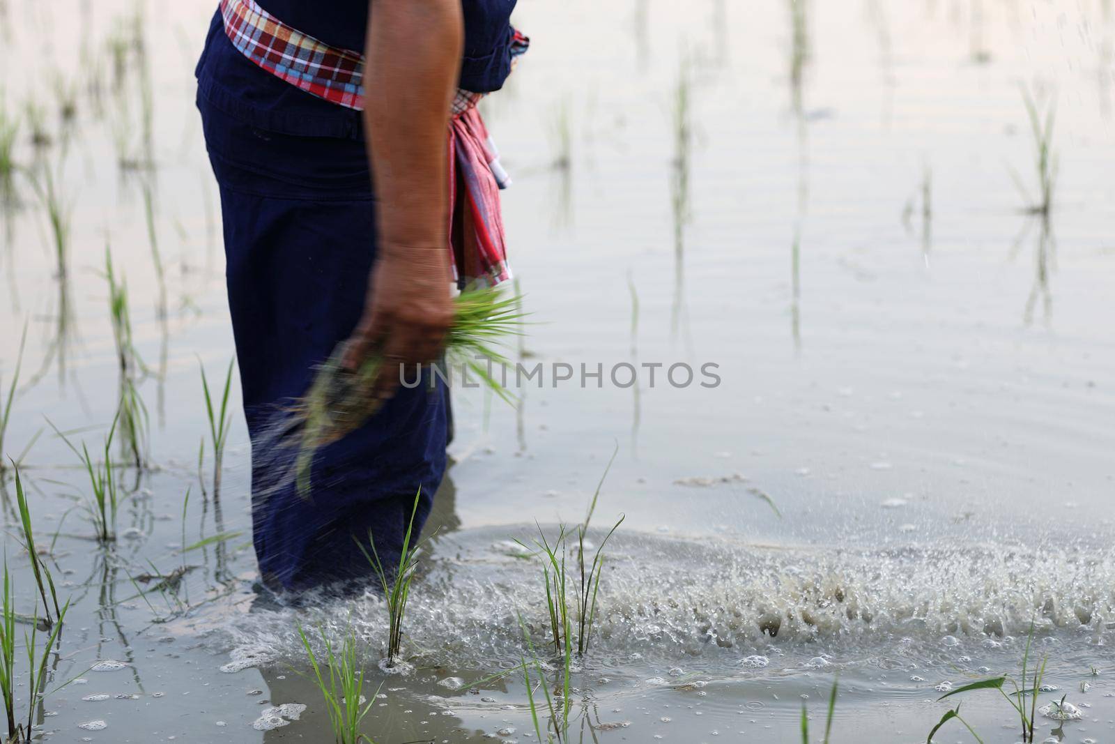 Farmer rice planting on water by piyato