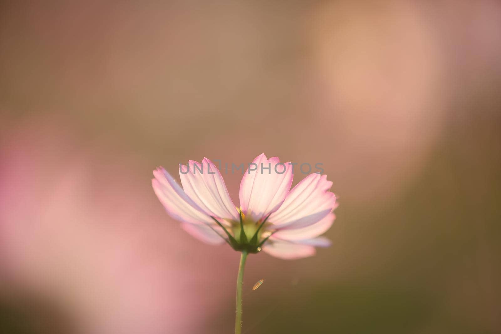 beautiful pink cosmos flowers in close up by piyato
