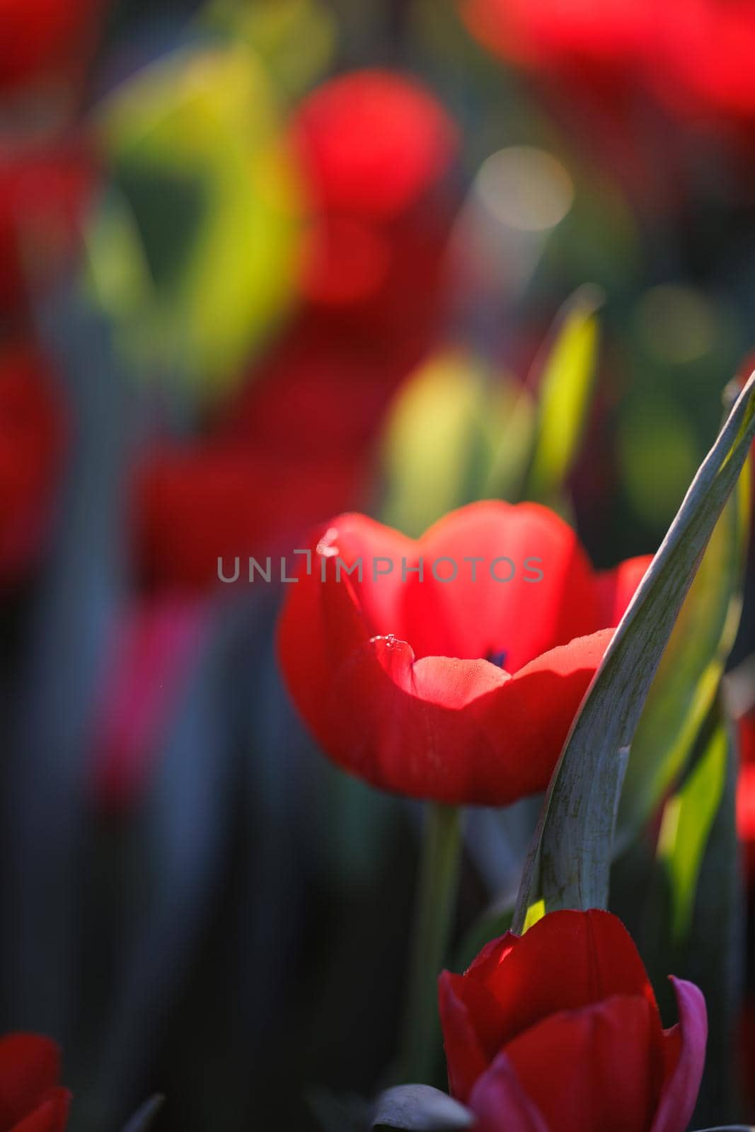 Red Tulip flower in close up with raindrop by piyato