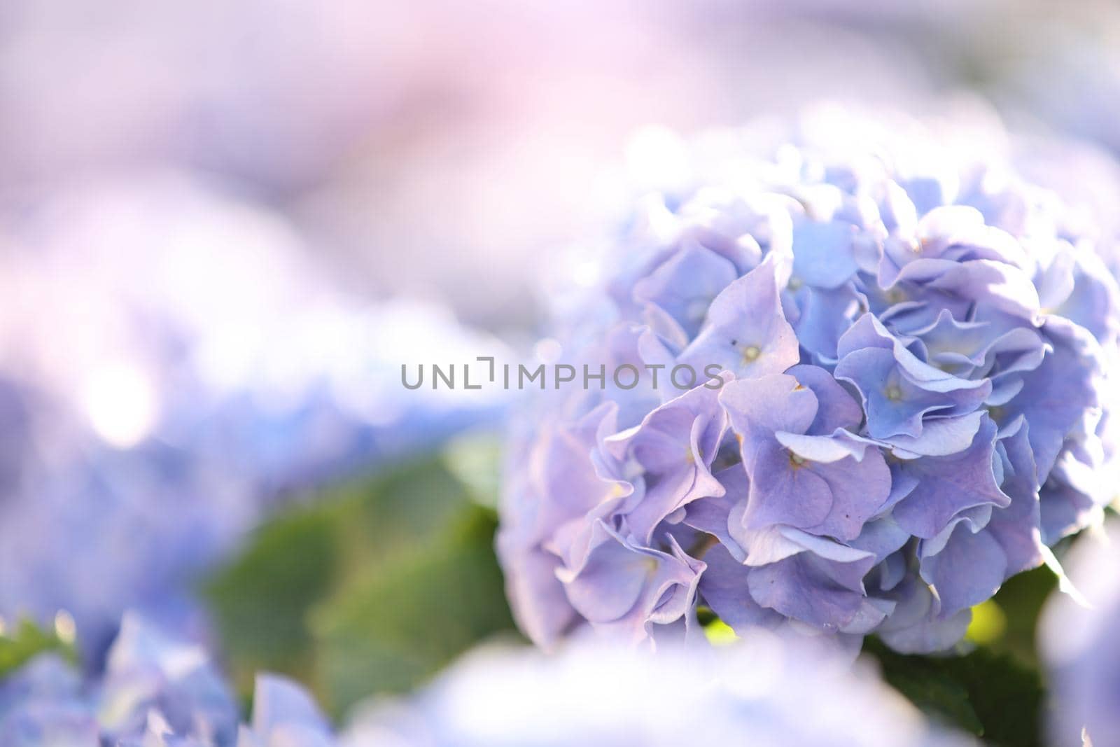 hydrangea flower in close up with pastel blue colors
