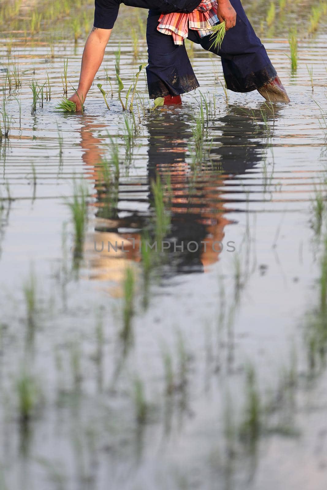 Farmer rice planting on water by piyato