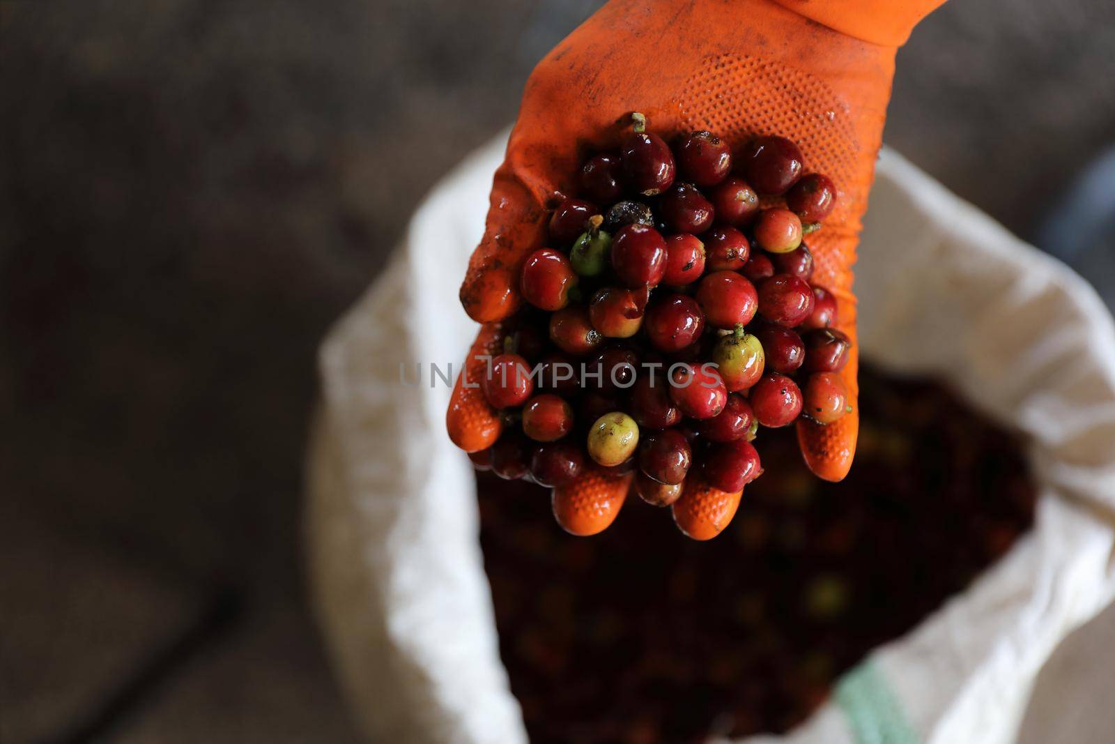 Raw coffee beans in the hand by piyato