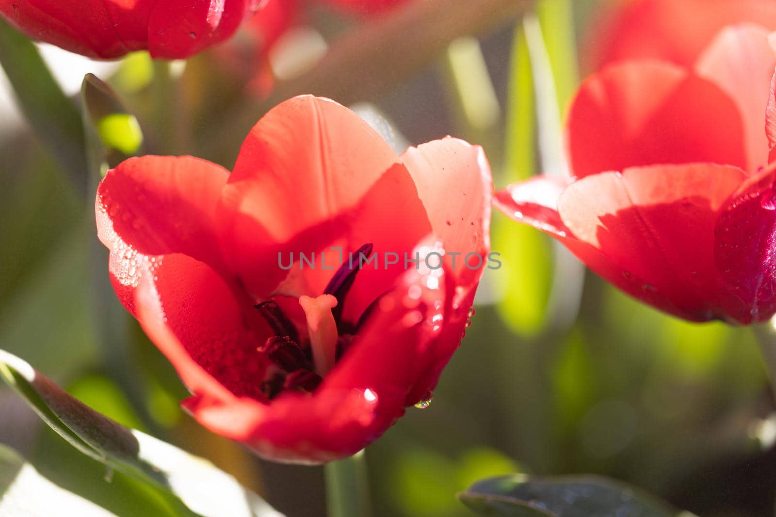 Red Tulip flower in close up by piyato