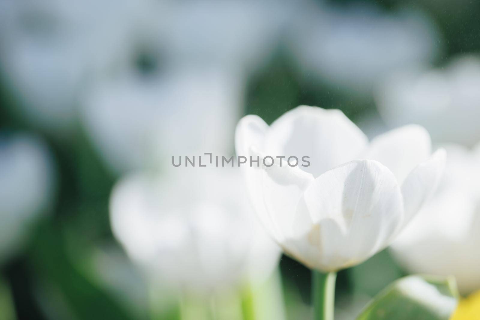 White Tulip flower in close up