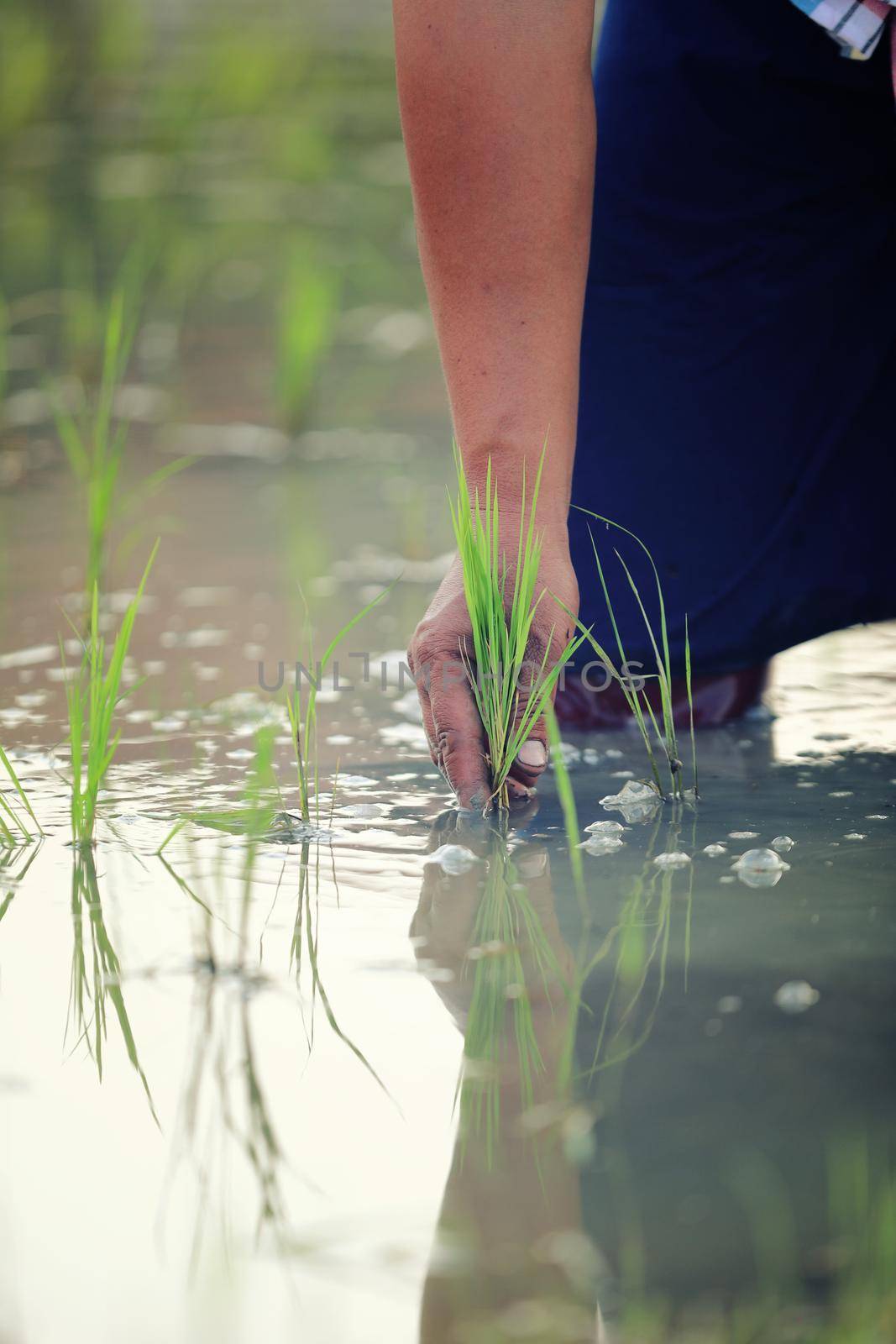 Farmer rice planting on water