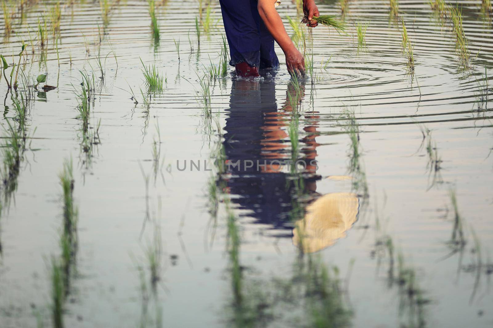 Farmer rice planting on water