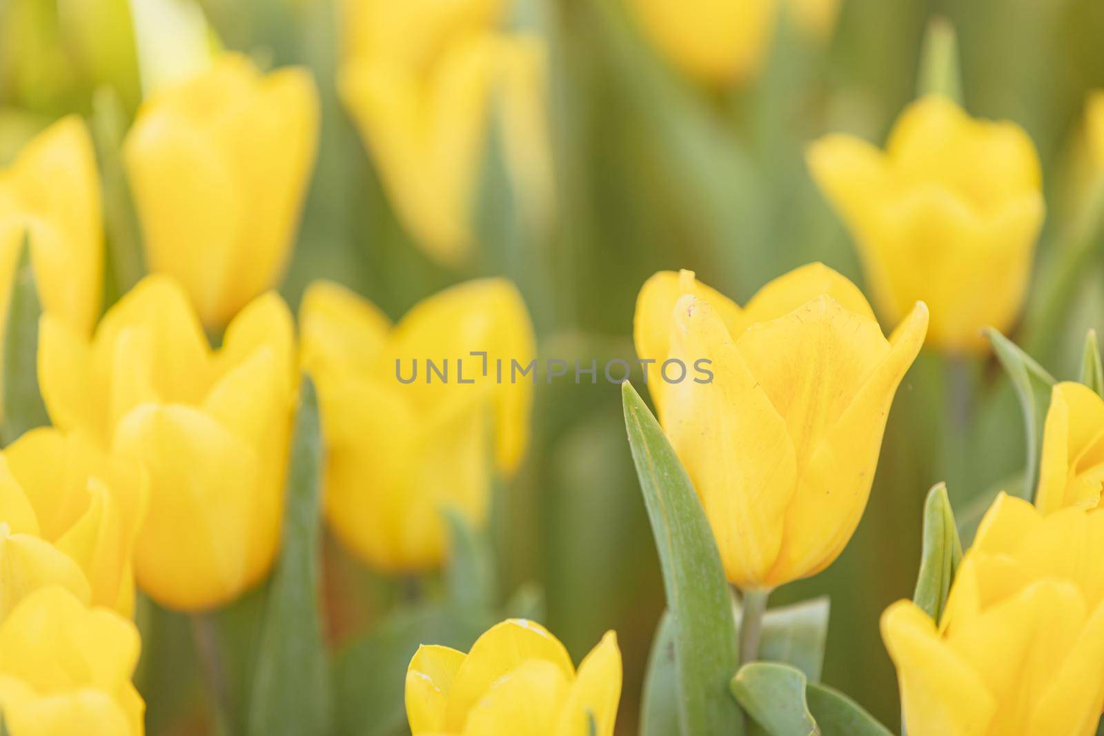 Yellow Tulip flower in close up by piyato