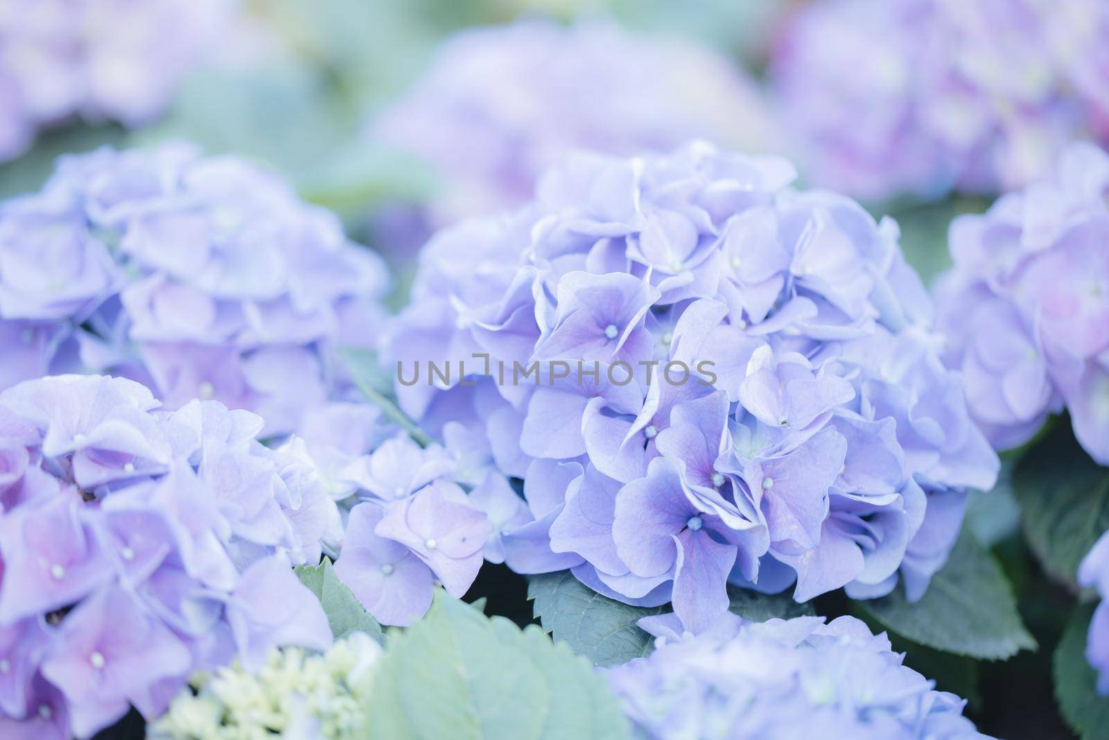 hydrangea flower in close up with pastel blue colors by piyato