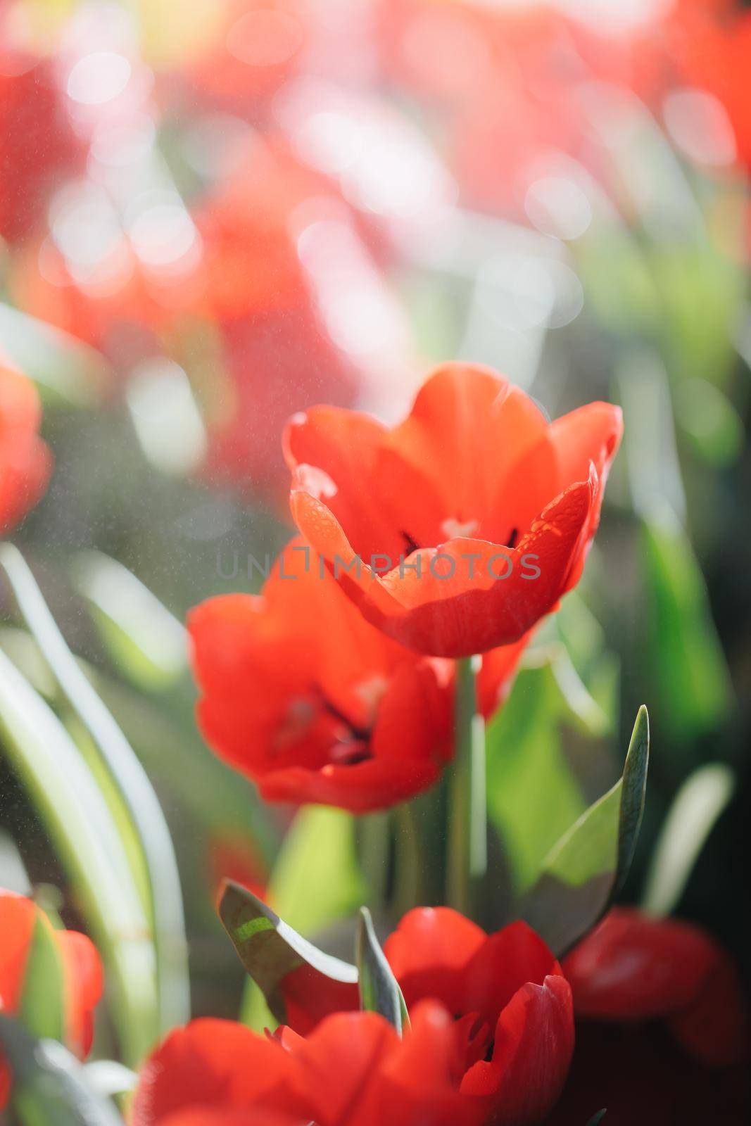 Red Tulip flower in close up by piyato