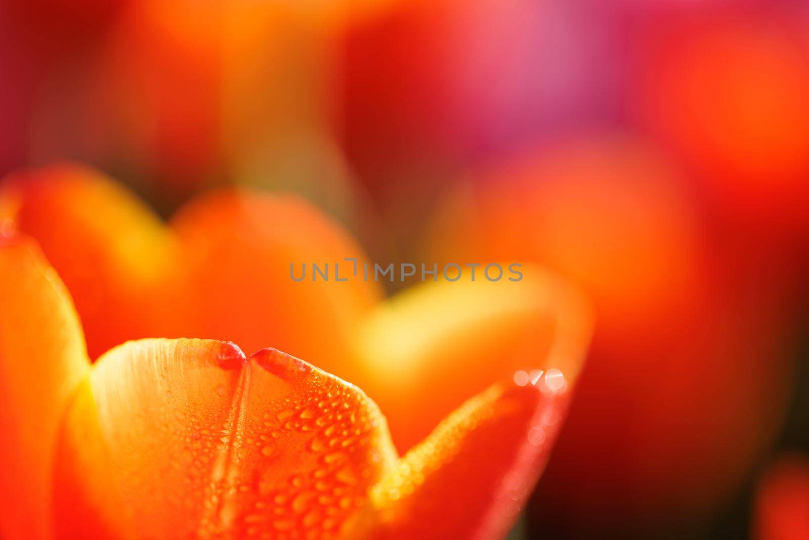 Orange Tulip flower in close up with raindrop