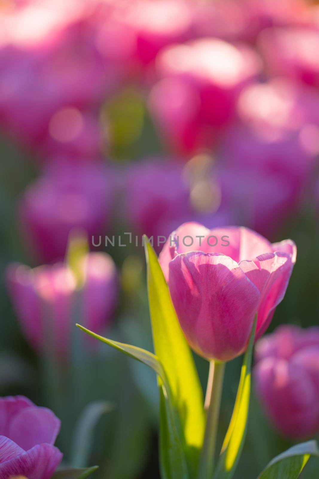 Red white Tulip flower in close up by piyato