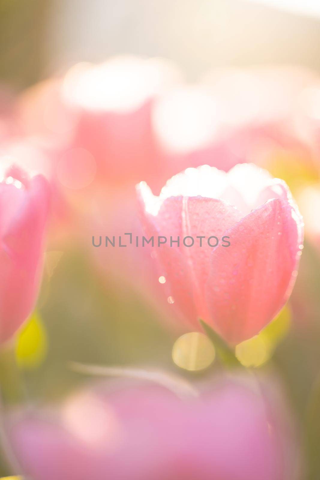 Red white Tulip flower in close up by piyato