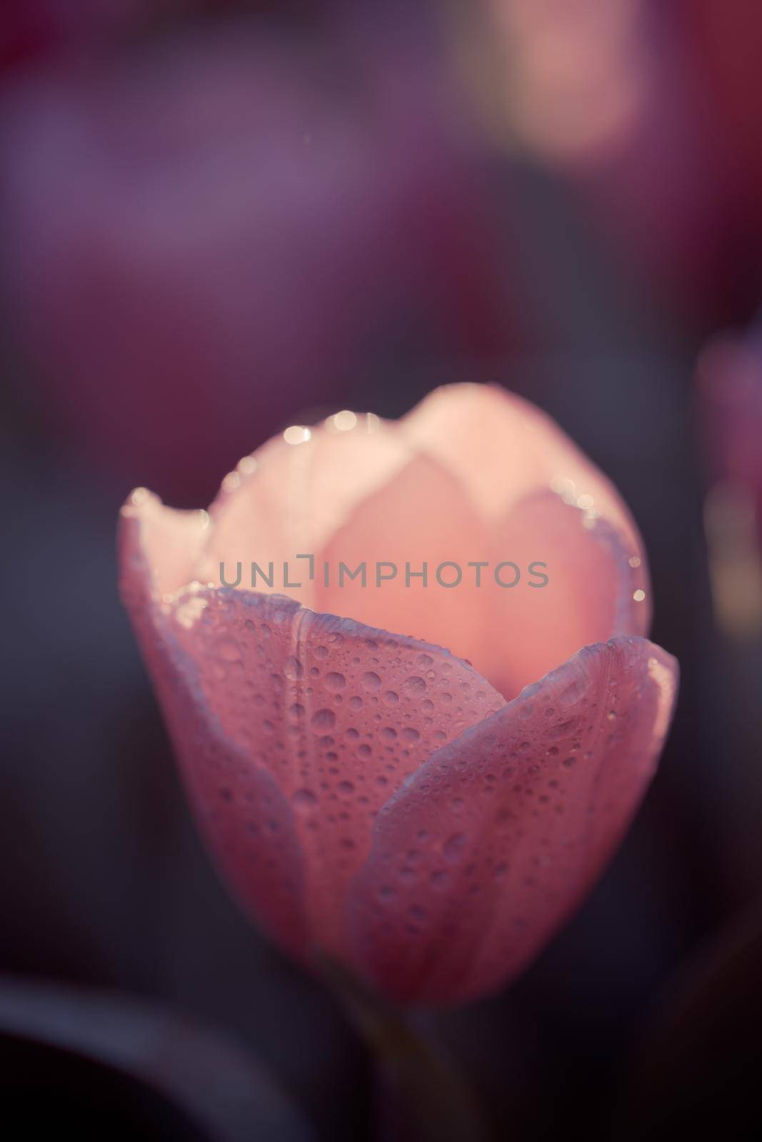 Red white Tulip flower in close up