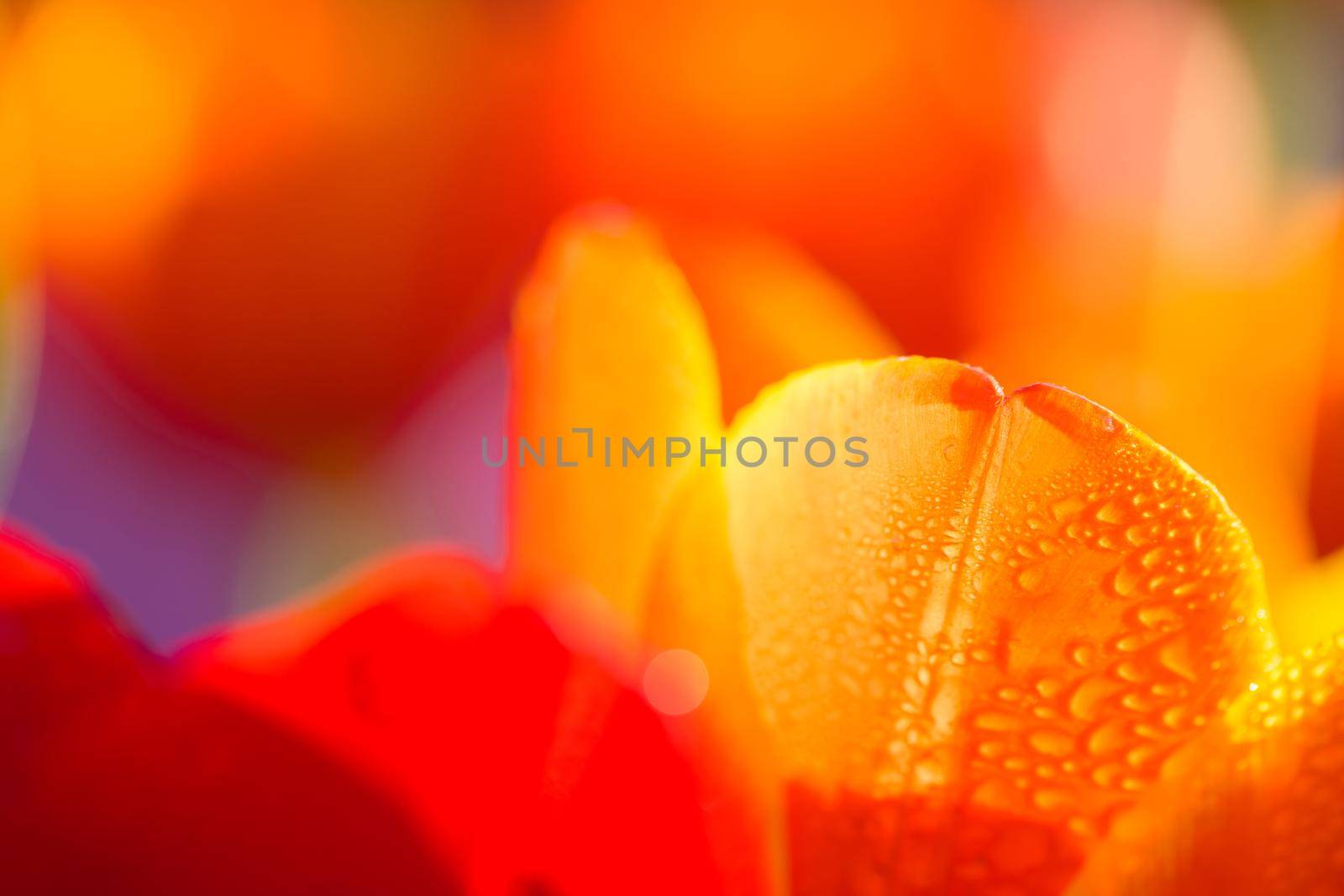 Orange Tulip flower in close up with raindrop by piyato