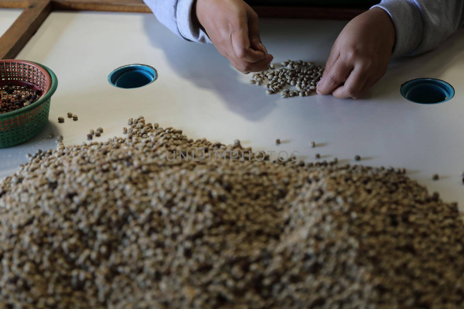 Workers Hands choosing coffee beans at coffee factory by piyato