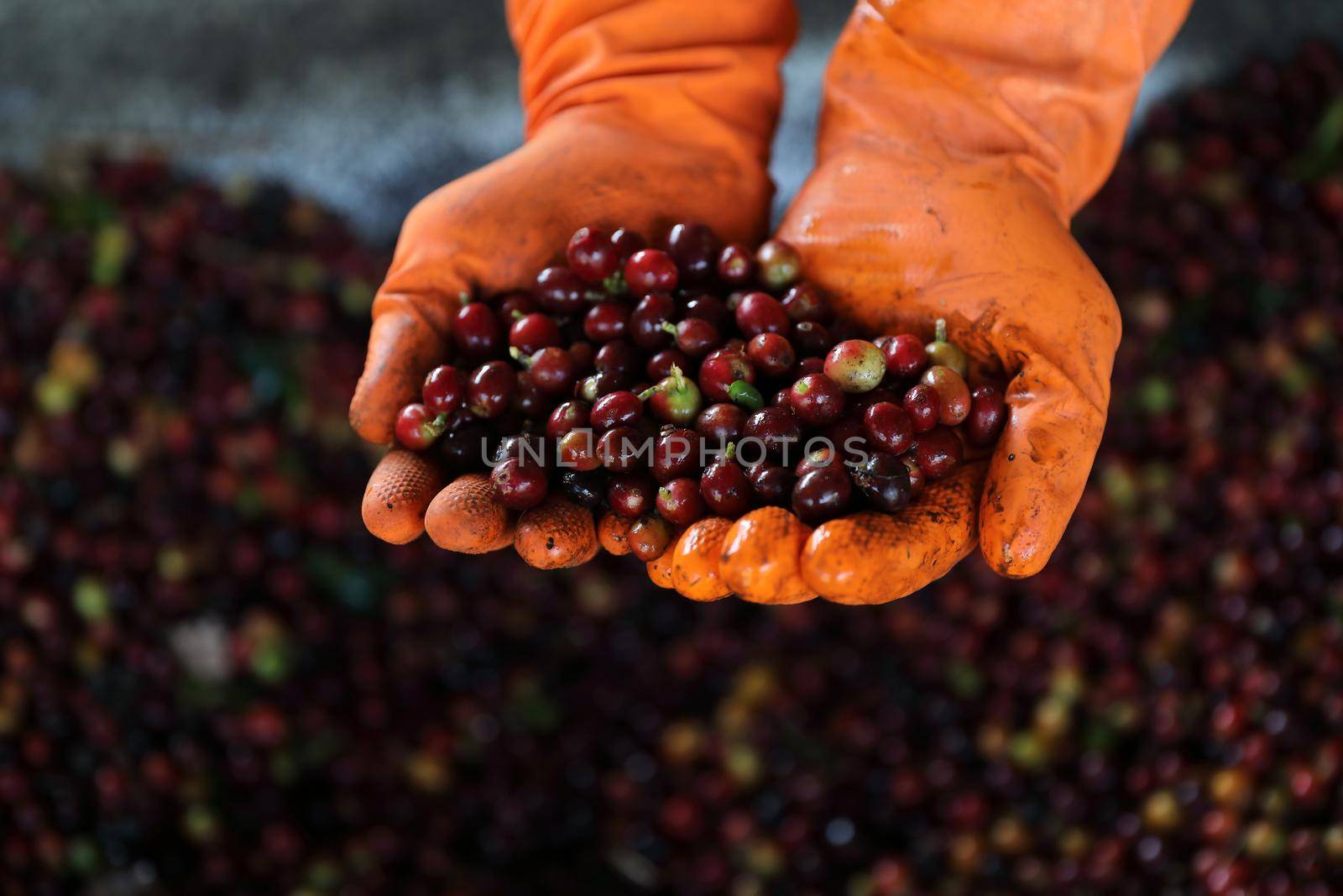 Raw coffee beans in the hand by piyato