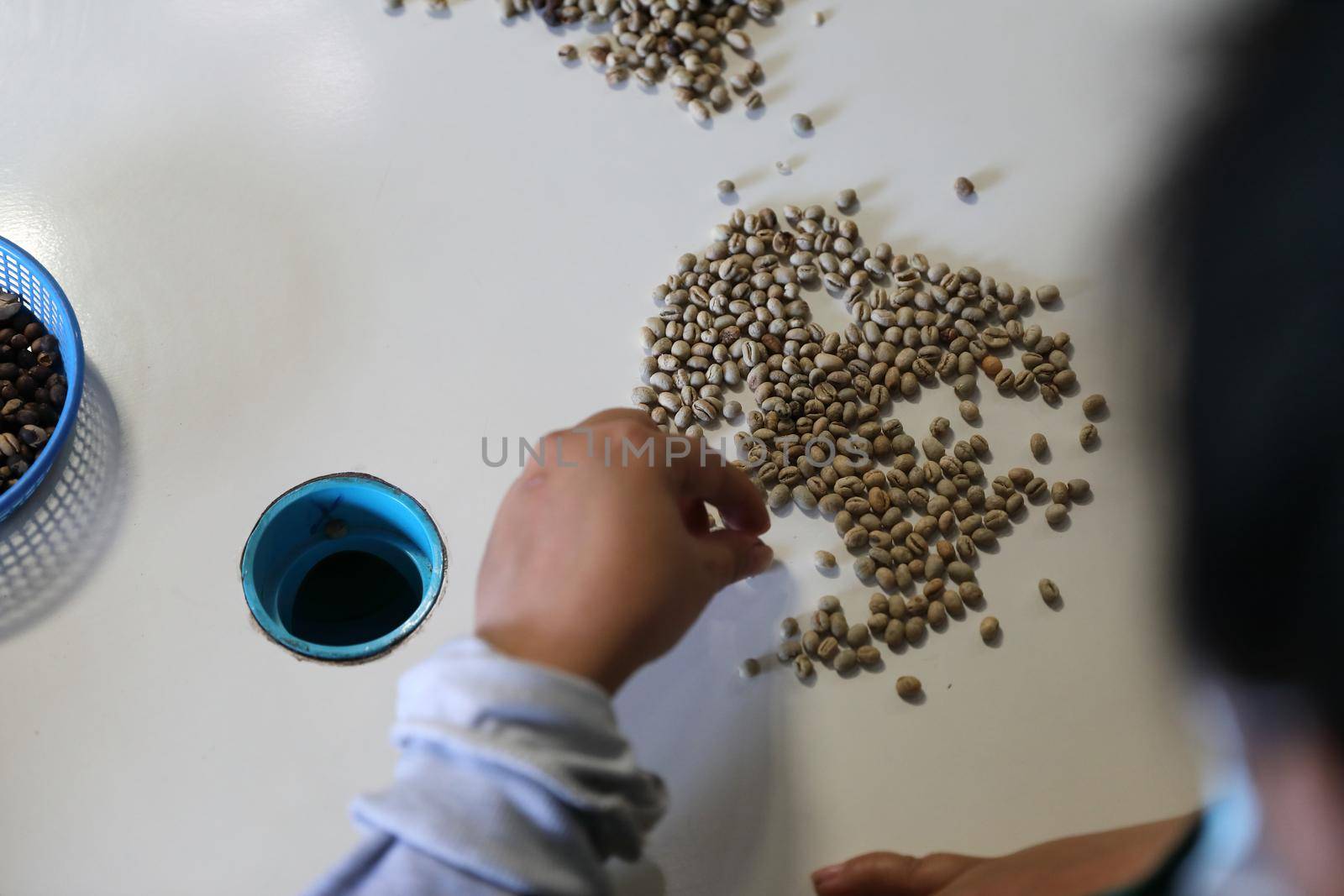 Workers Hands choosing coffee beans at coffee factory by piyato