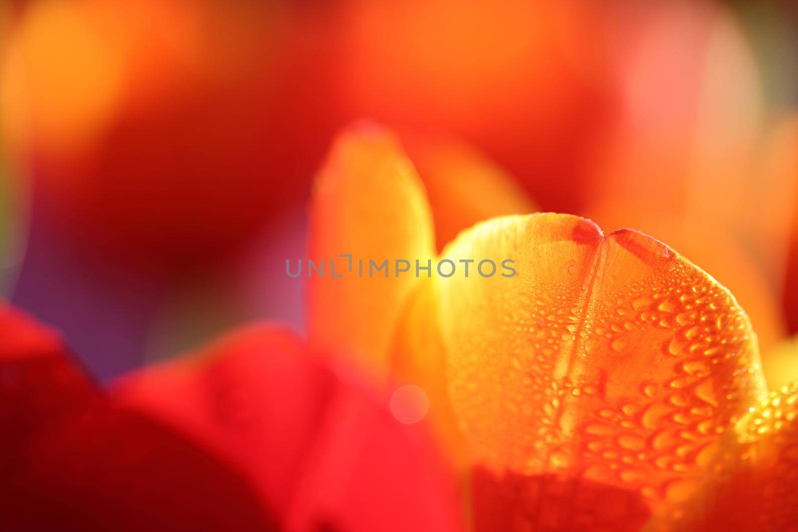 Orange red Tulip flower in macro with raindrop by piyato