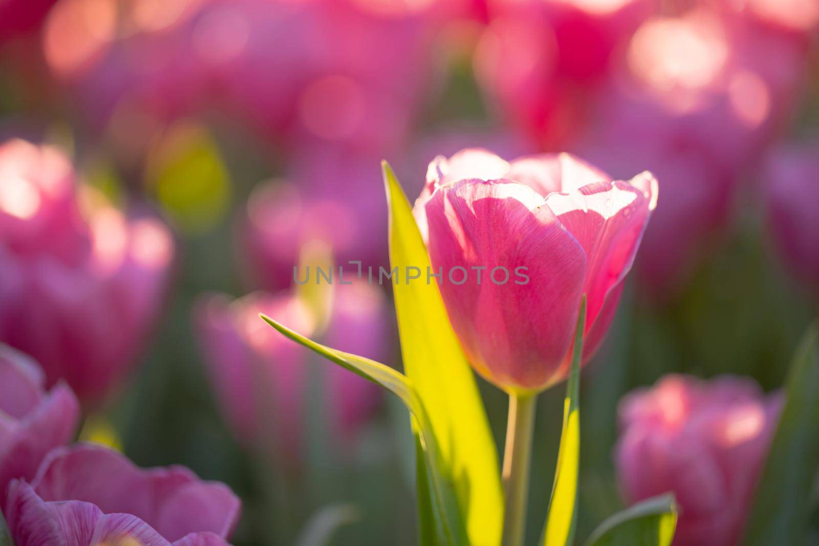 Red white Tulip flower in close up