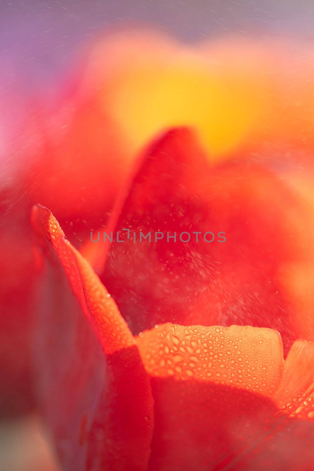 Red Tulip flower in close up by piyato