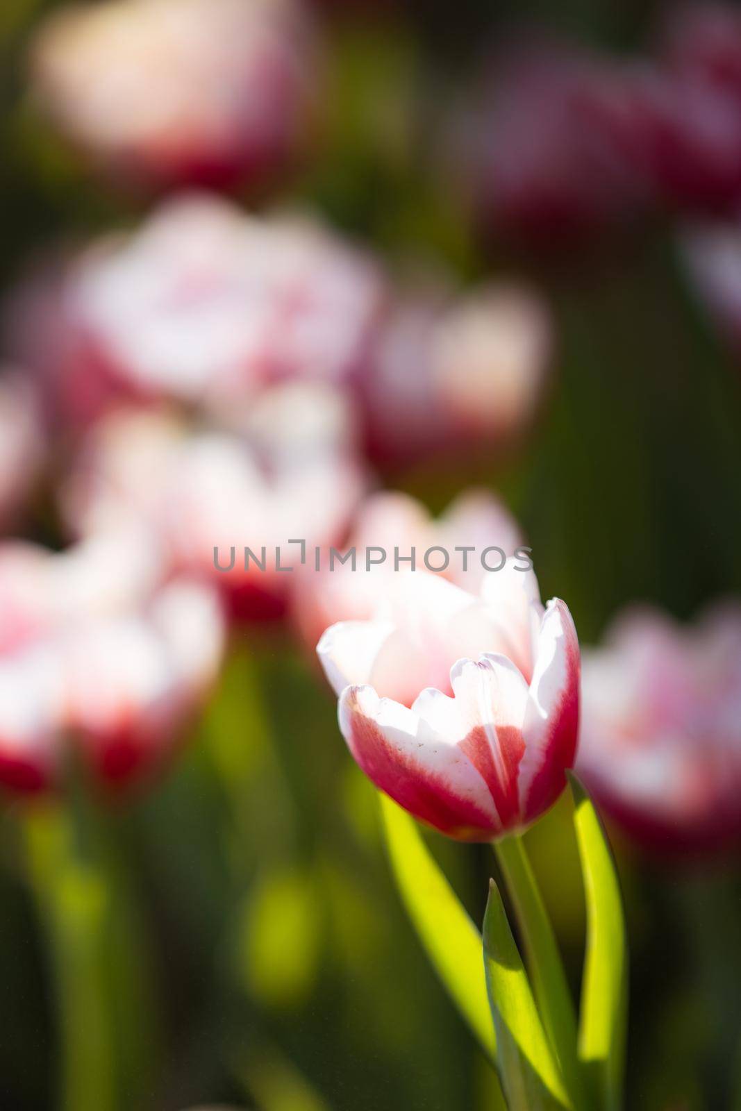 Red white Tulip flower in close up by piyato