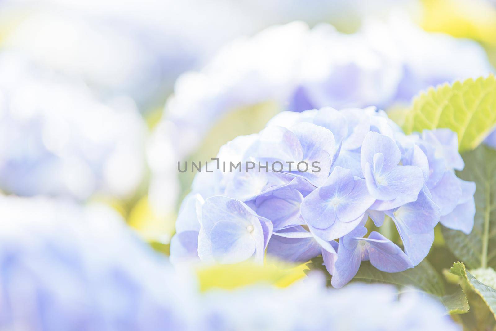 Hydrangea flower in close up with sunlight by piyato