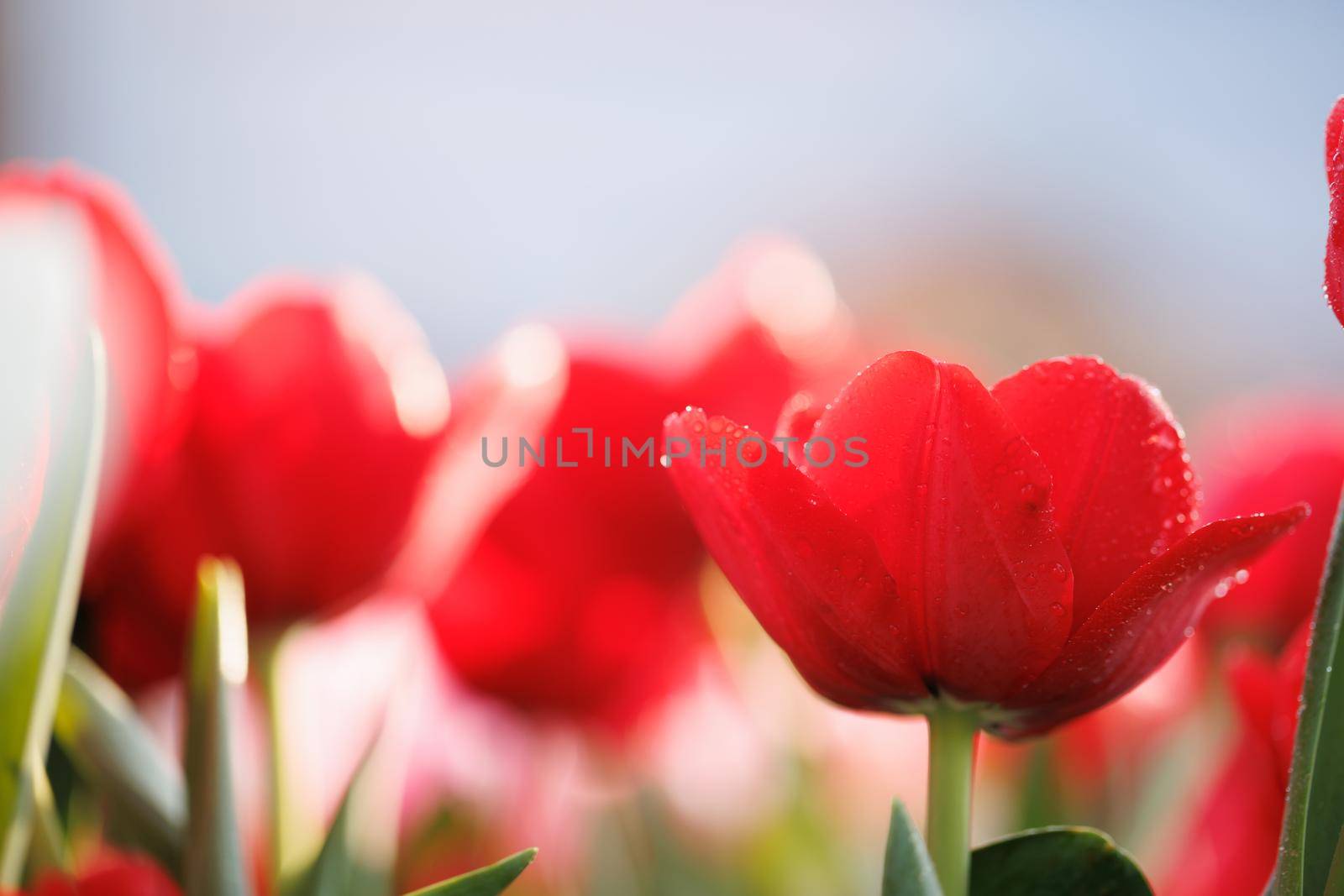 Red Tulip flower in close up with raindrop by piyato