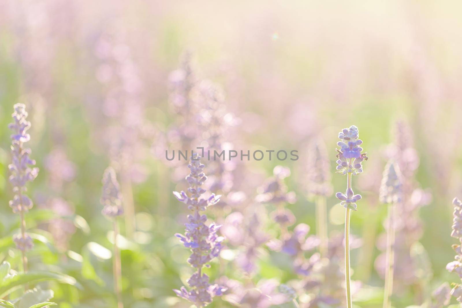 close up of lavender flowers in pastel blue color