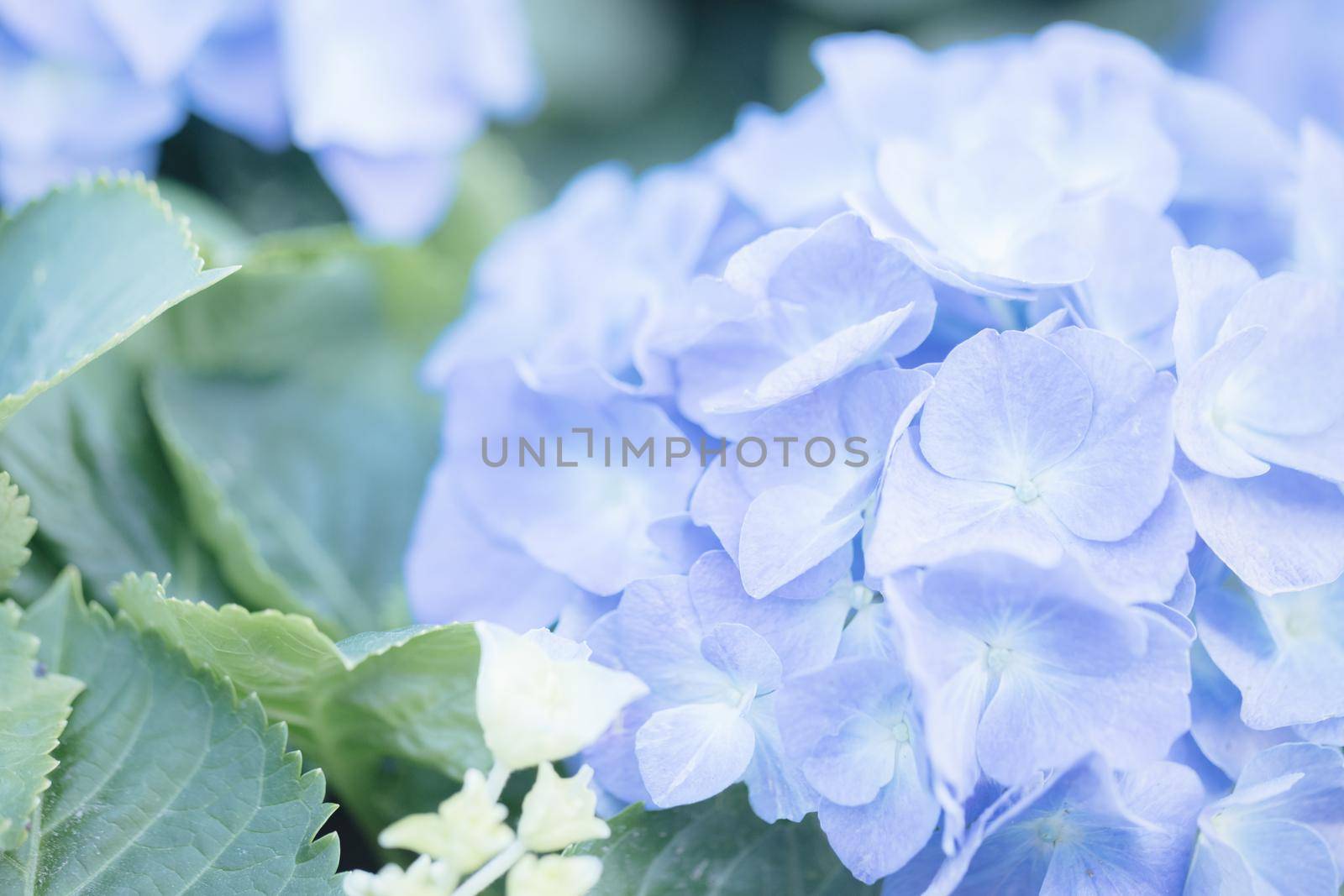 hydrangea flower in close up with pastel blue colors by piyato