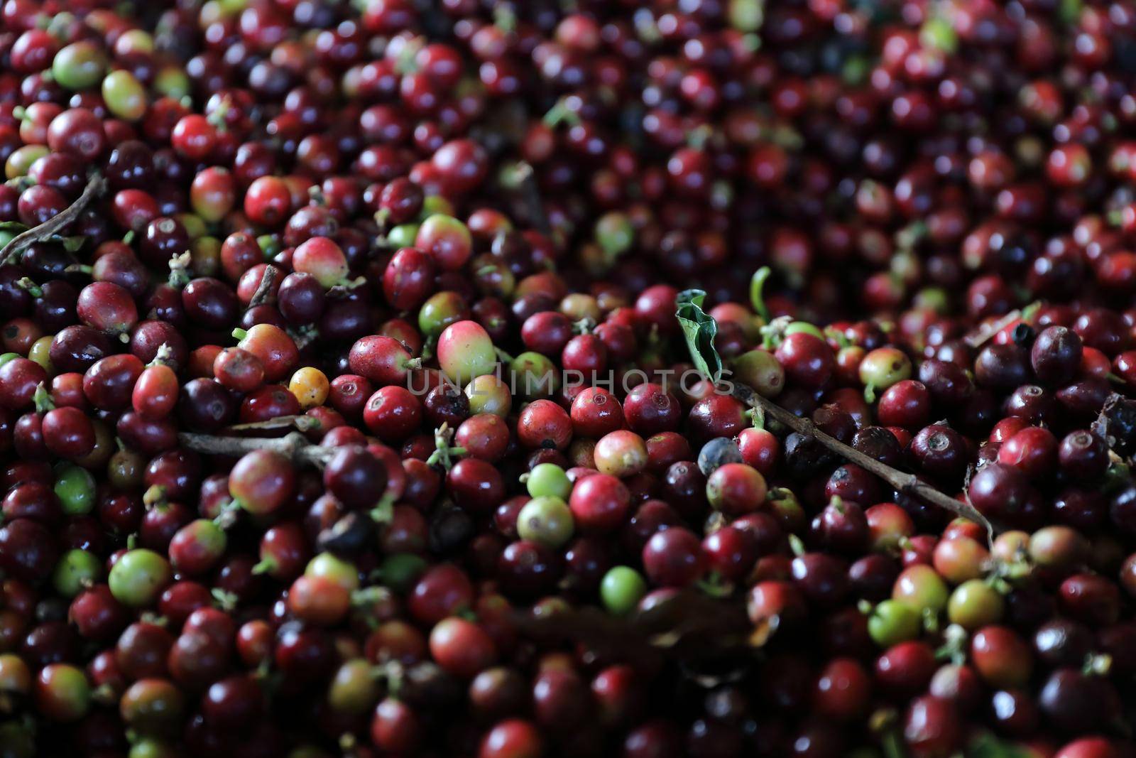 Raw coffee beans in the hand by piyato