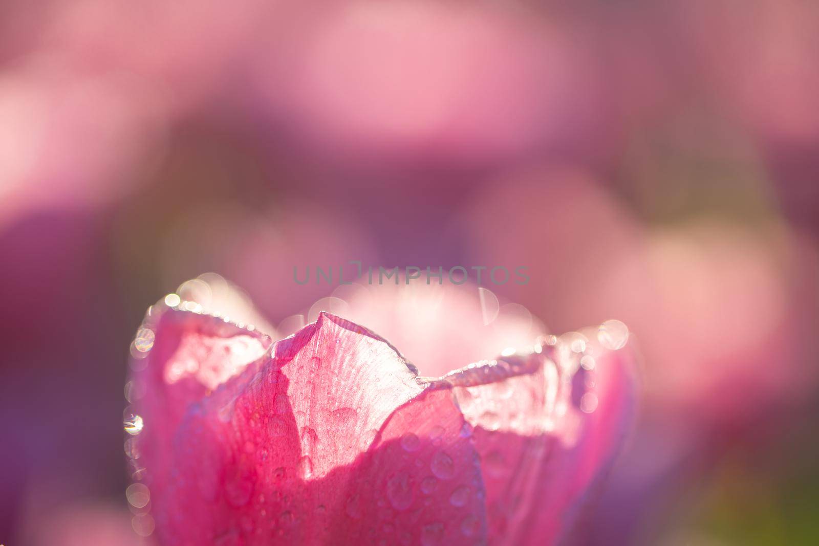 Red white Tulip flower in close up