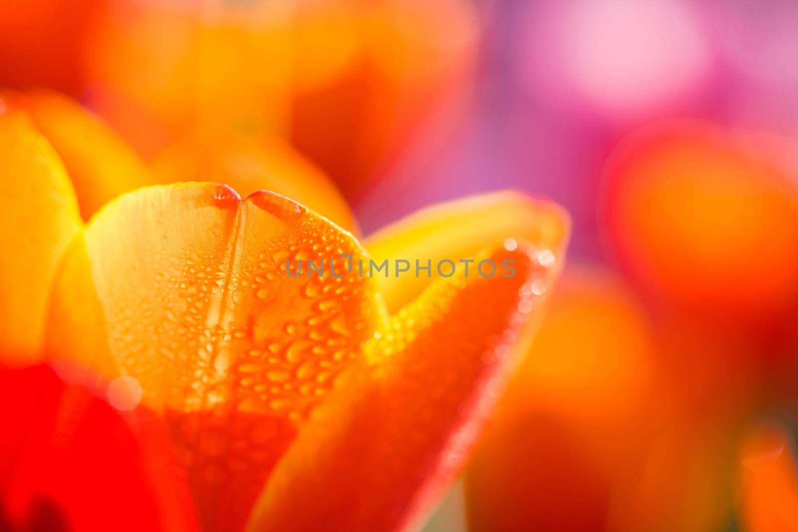 Orange Tulip flower in close up with raindrop by piyato