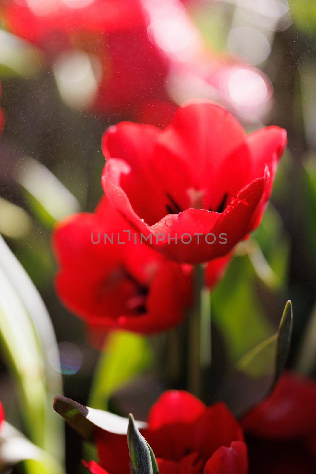 Red Tulip flower in close up by piyato