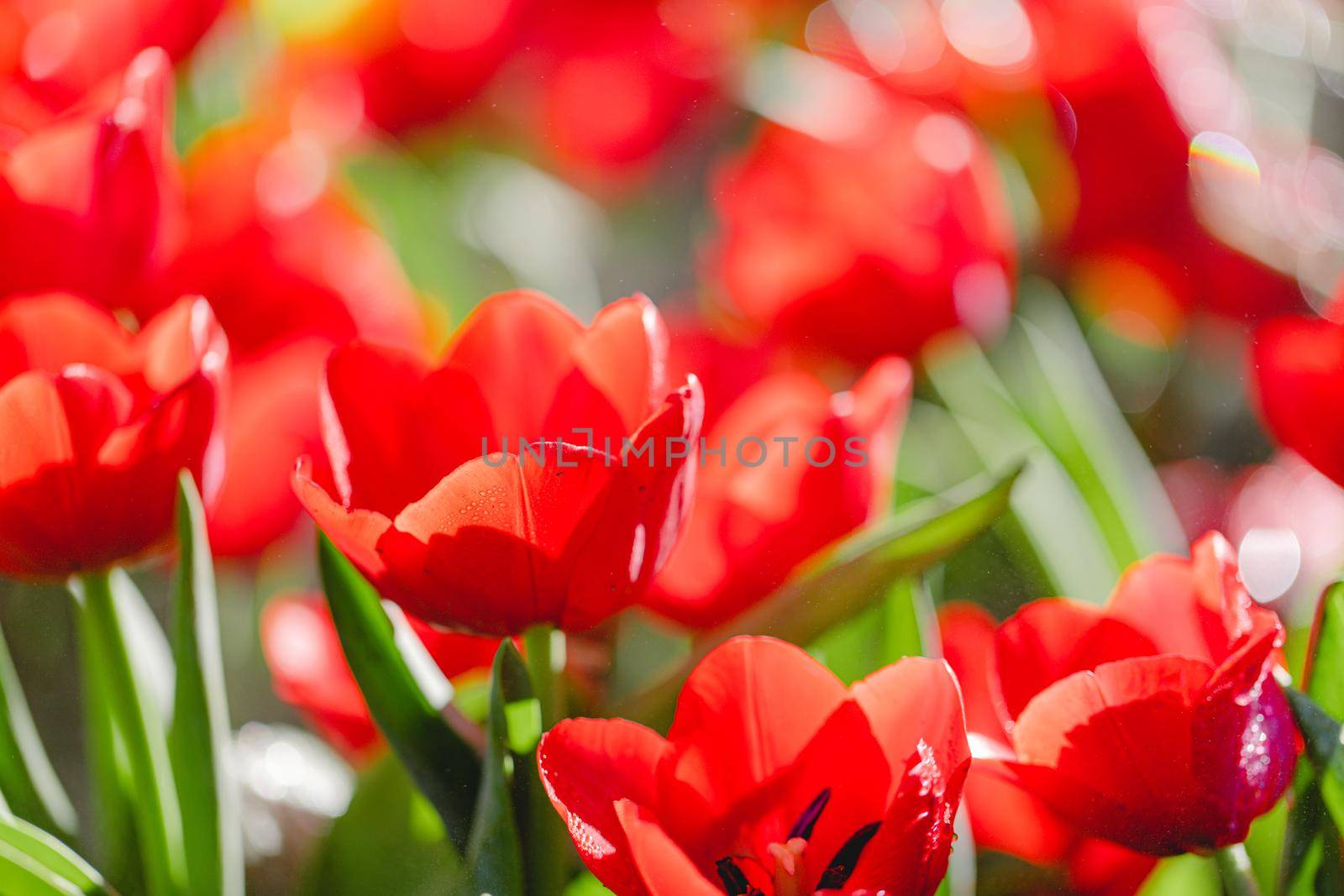 Red Tulip flower in close up by piyato