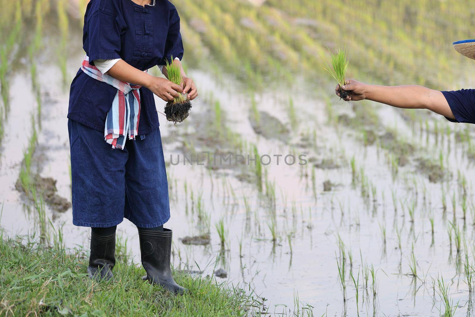 Farmer rice planting on water by piyato