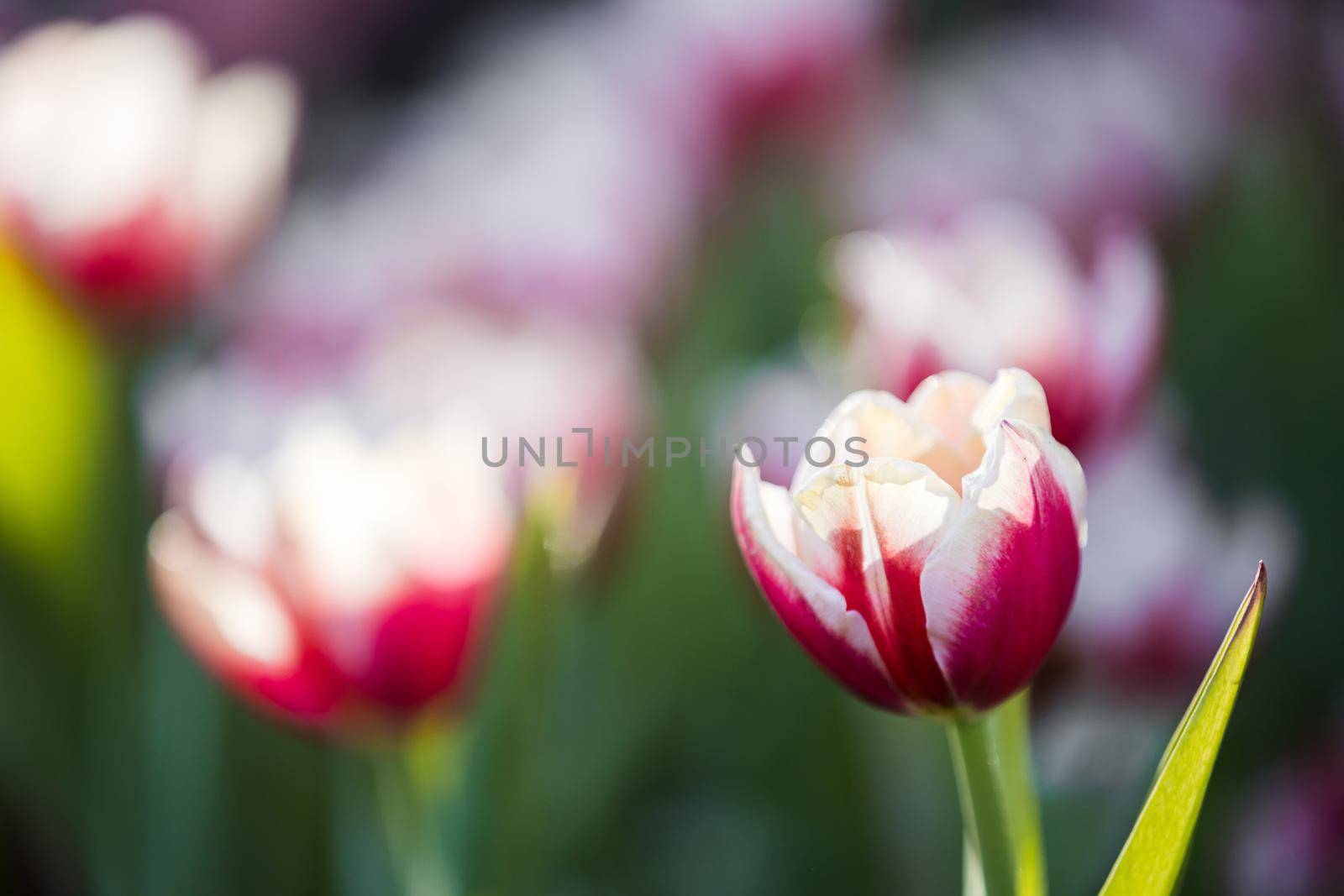 Red white Tulip flower in close up