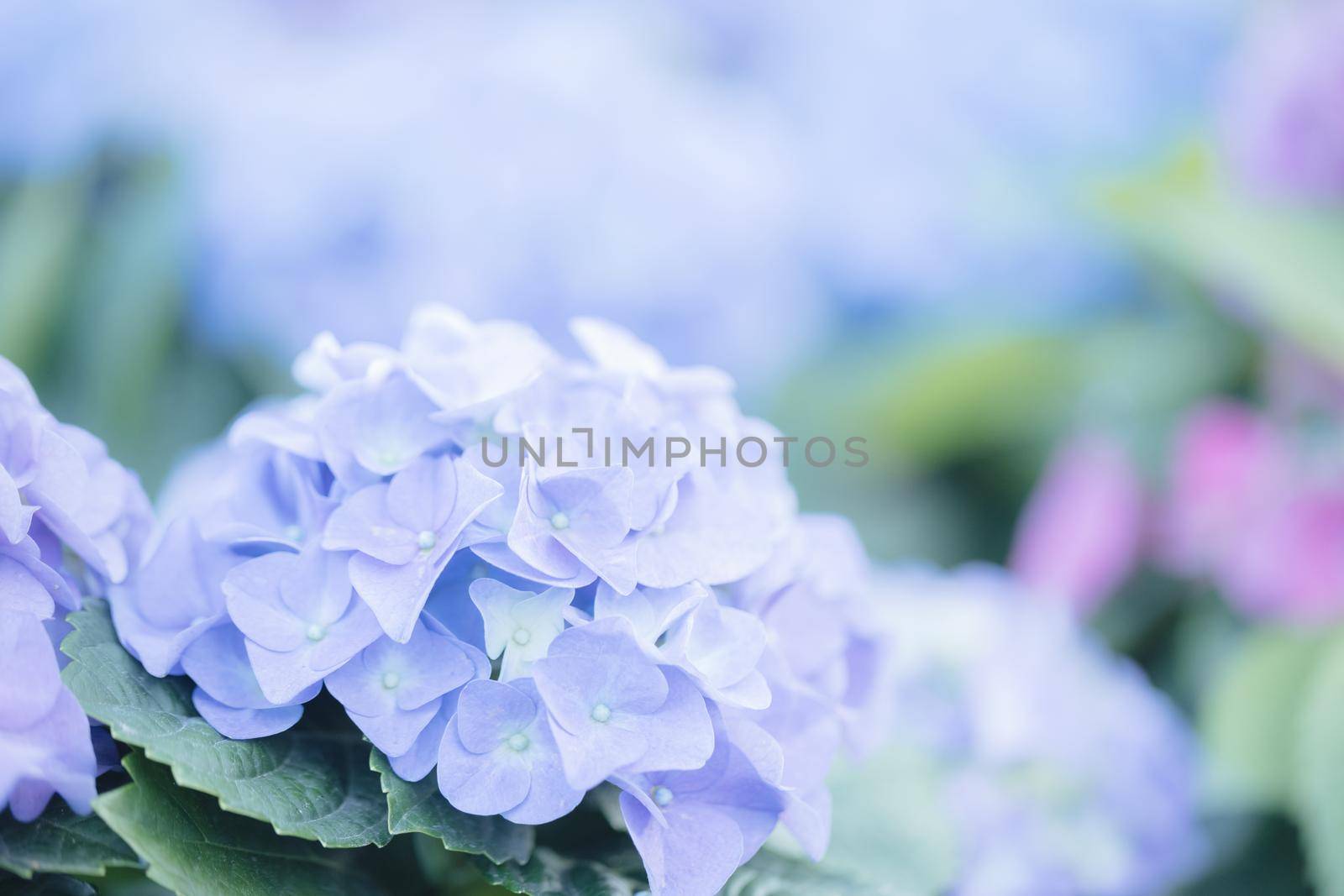 hydrangea flower in close up with pastel blue colors