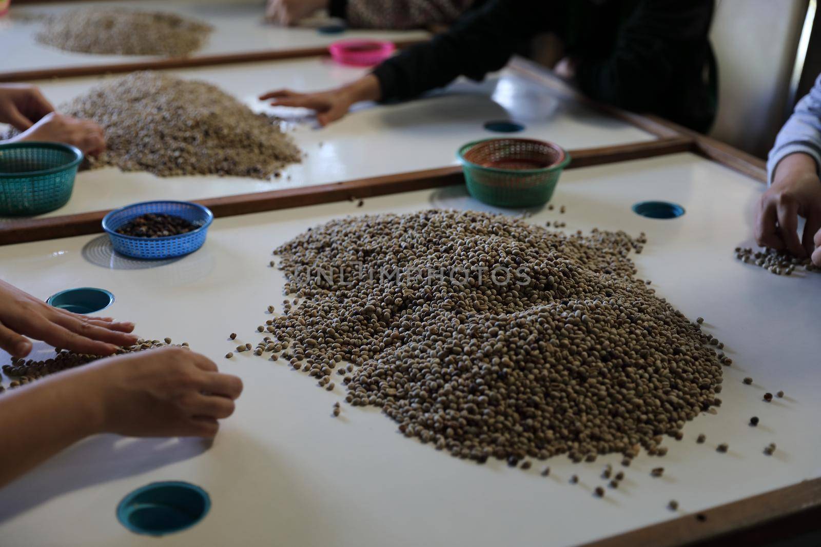 Workers Hands choosing coffee beans at coffee factory by piyato