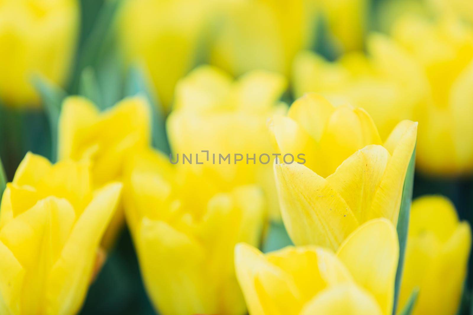 Yellow Tulip flower in close up by piyato