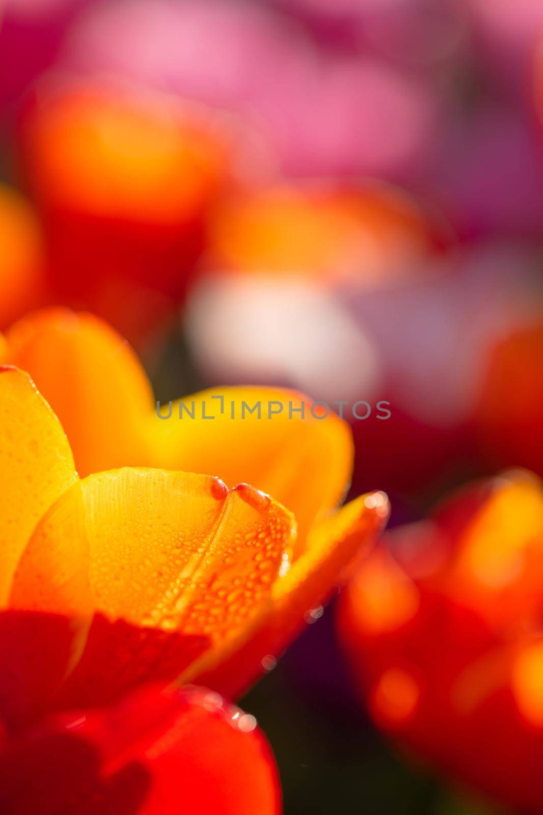 Orange Tulip flower in close up with raindrop by piyato