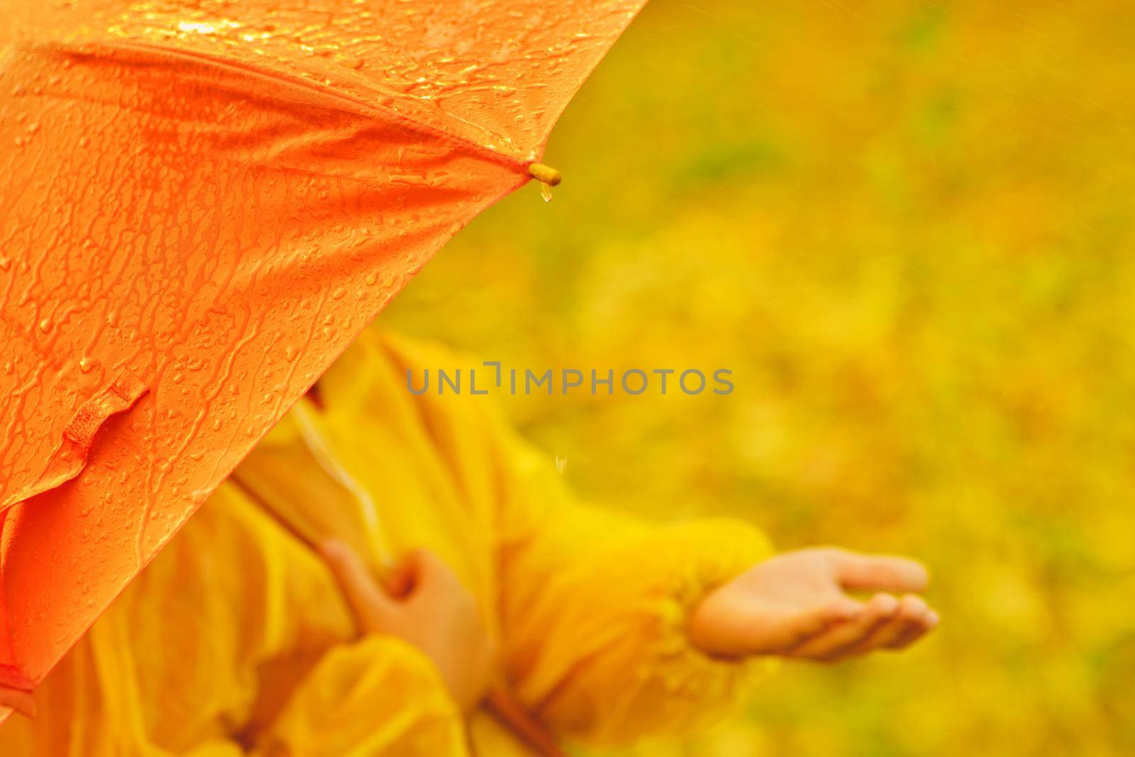 children's hand in the rain, drops falling from a orange umbrella. Autumn weather concept