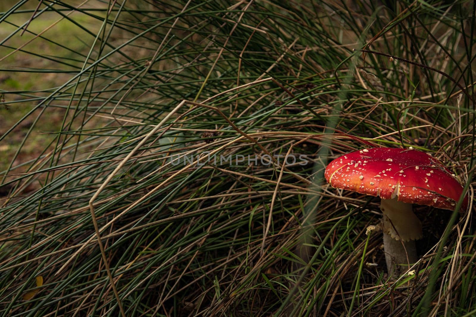 Close-up of beautiful red fly mushroom in the grass. High-quality photo