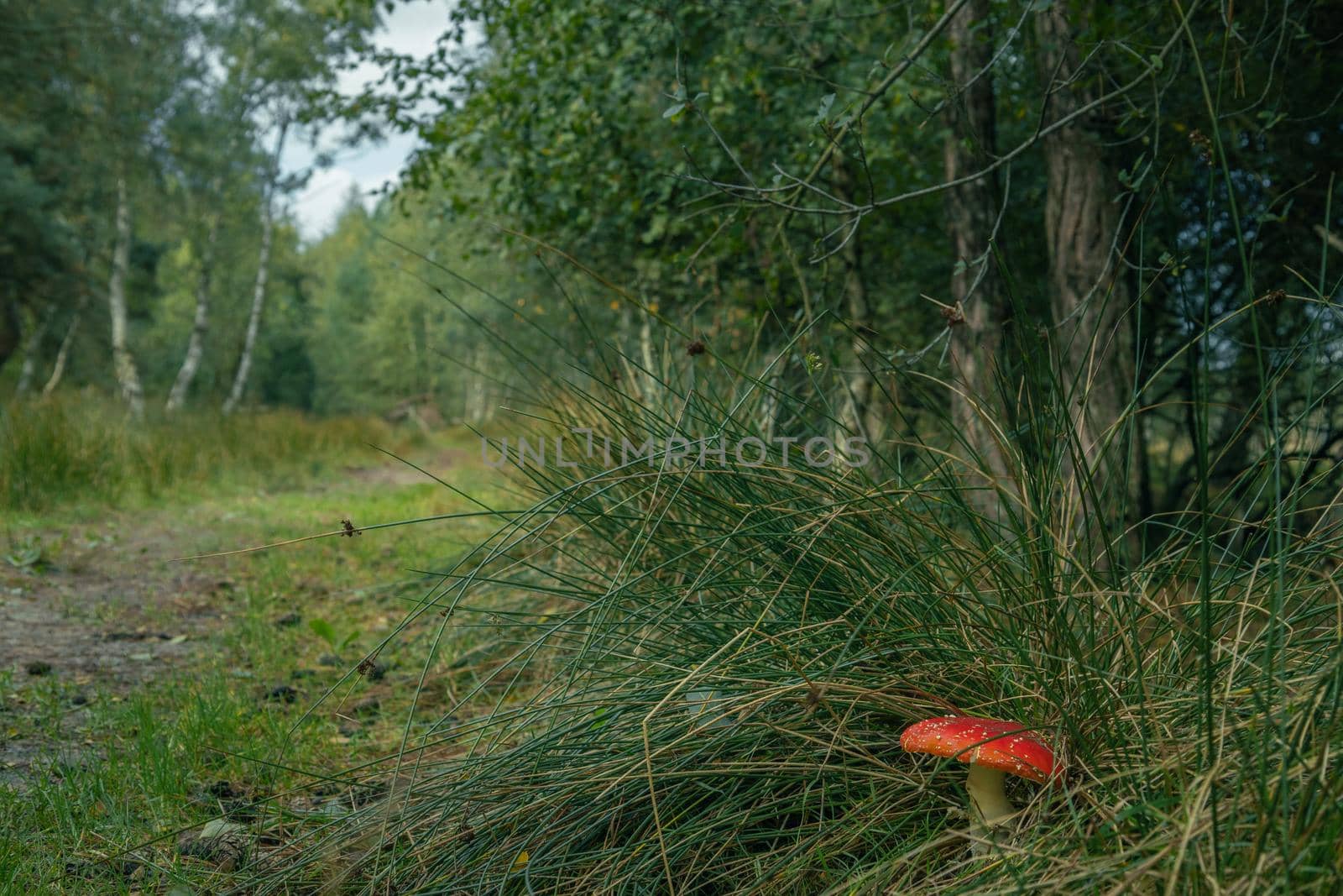 Beautiful red fly mushroom in the forest on a green background. High-quality photo