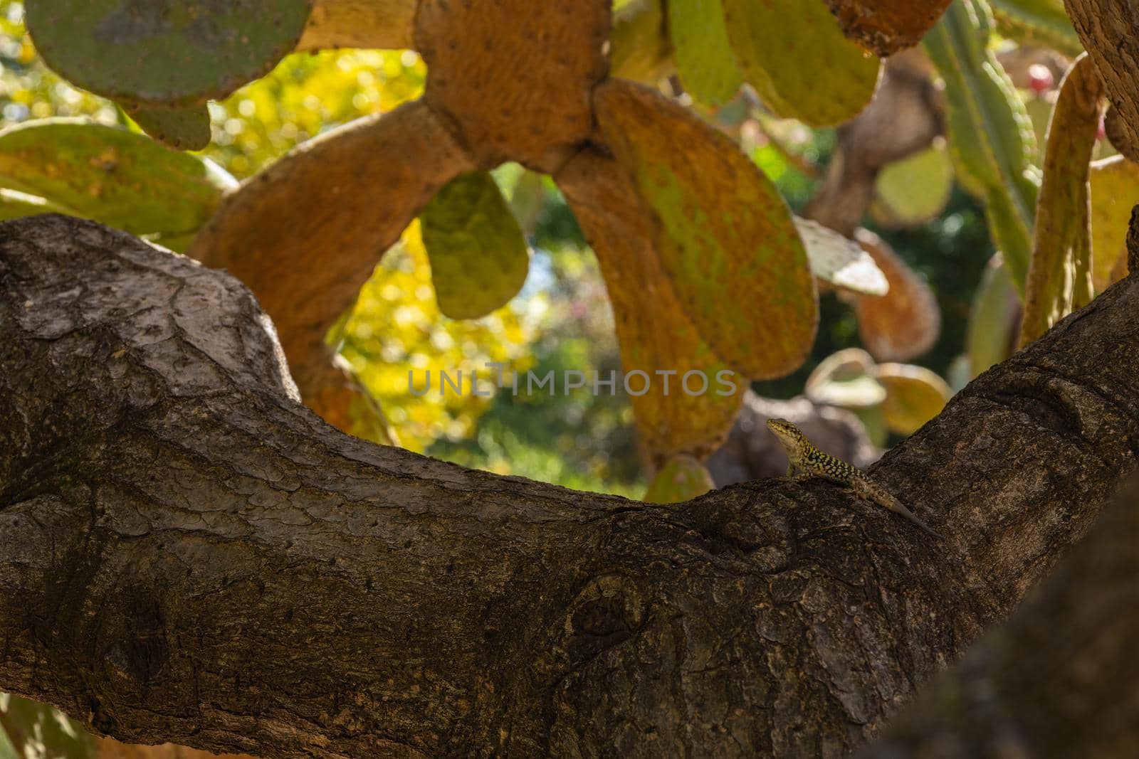 Small lizard climb on the branch of wood. High-quality photo