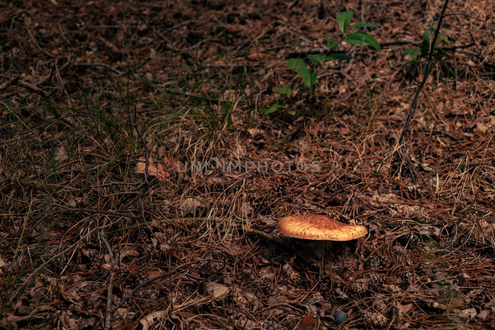 Close-up of mushrooms in the autumn forest. High-quality photo