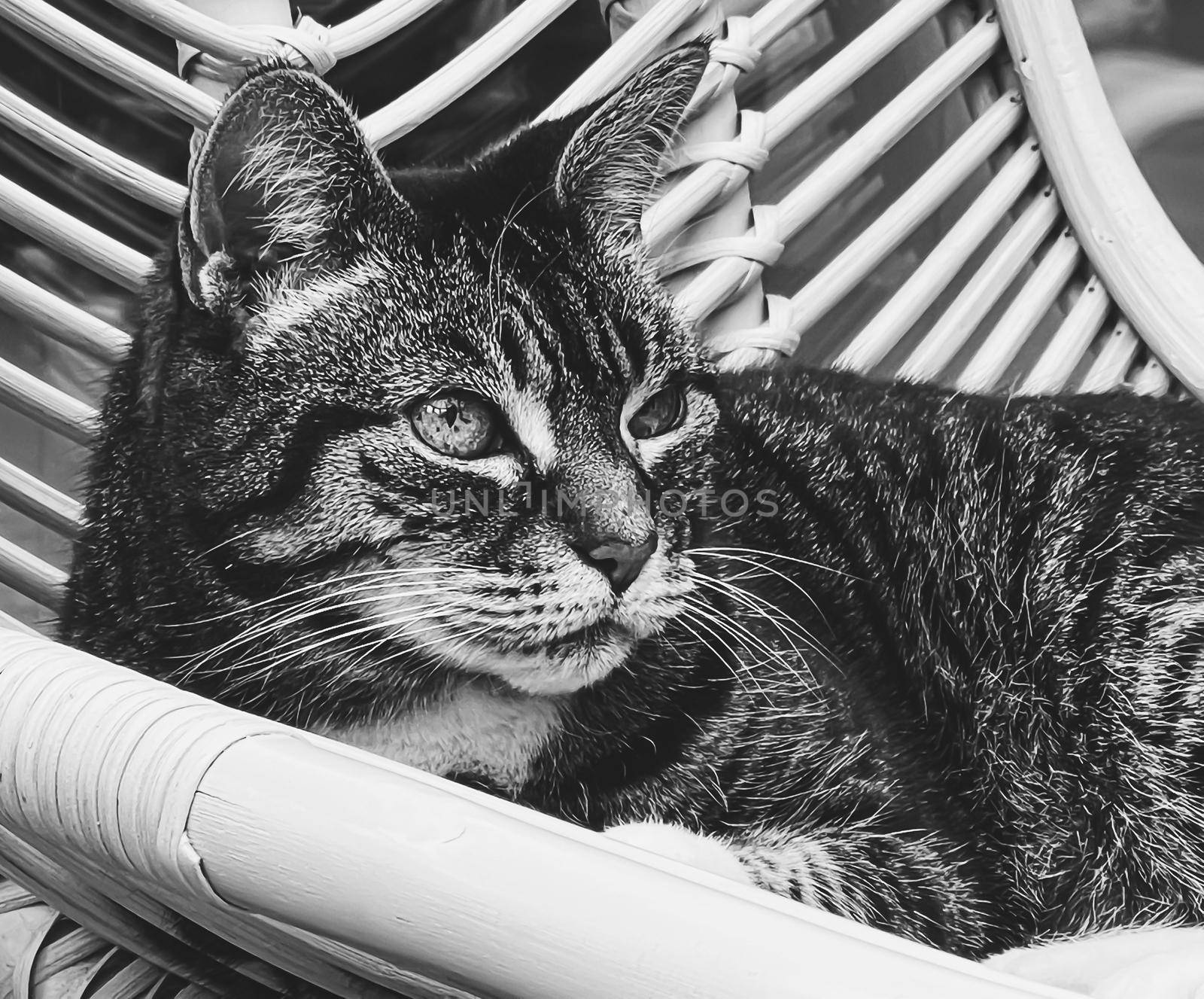 Beautiful female tabby cat at home, adorable domestic pet, black and white portrait, close-up