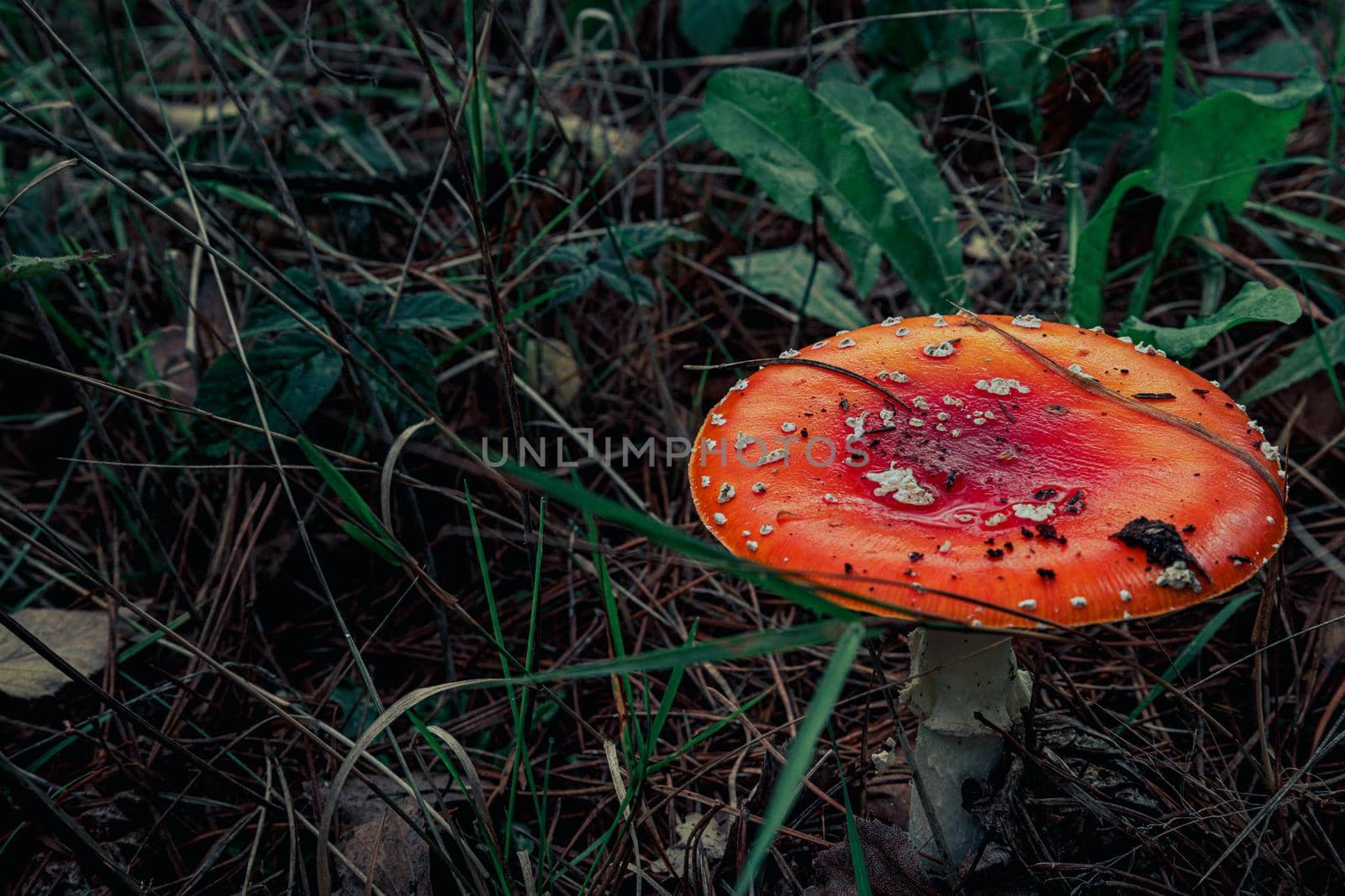 Close-up of beautiful red fly mushroom in the grass. High-quality photo