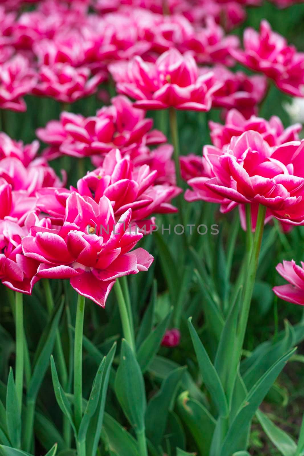 Red and white peony-flowered Double Early tulips ,Tulipa, Columbus bloom in a garden. a field of flowers is near. Tulip variety. High quality photo. High quality photo